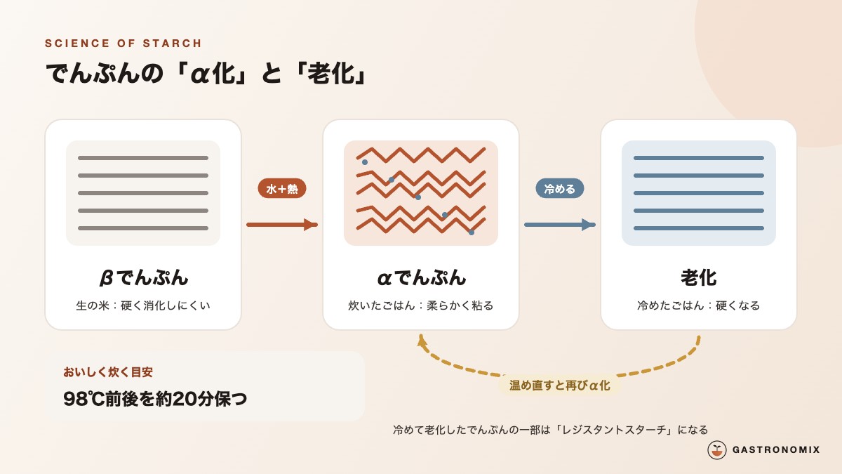 でんぷんのα化と老化のしくみ